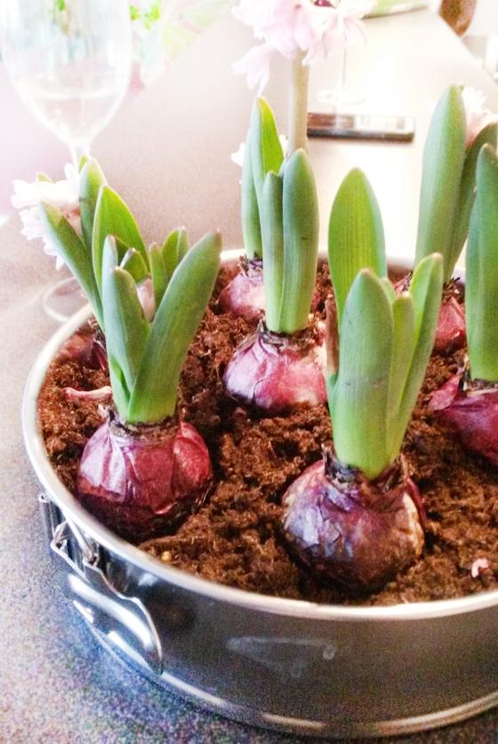 Hyacinten in springvorm