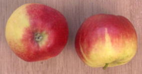Appel
