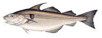 haddock