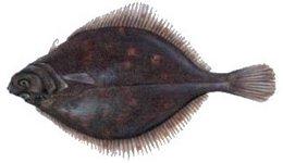 Pladijs