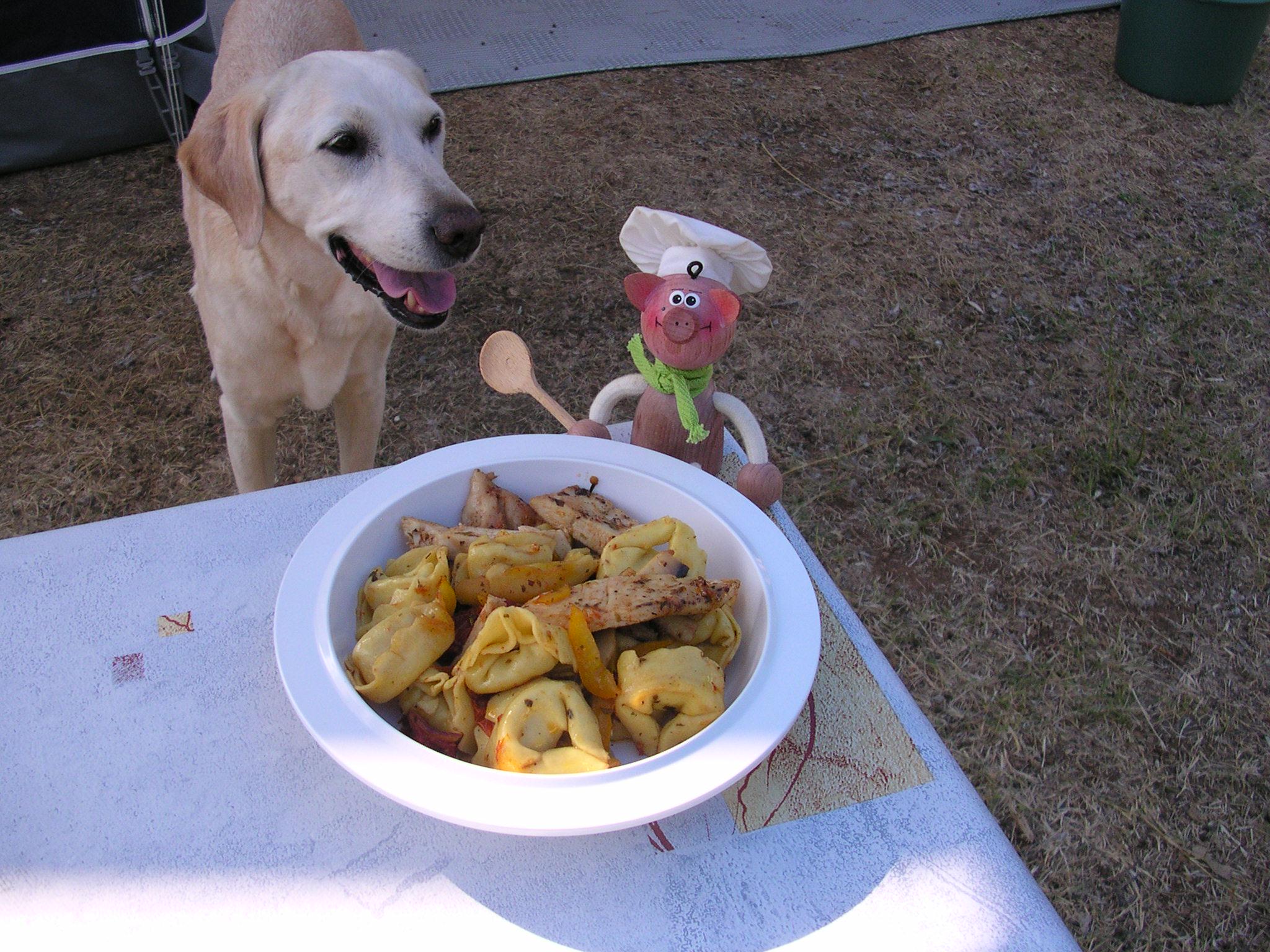 Vakantie : Tortillini met gorgonzolla en ricota kaas