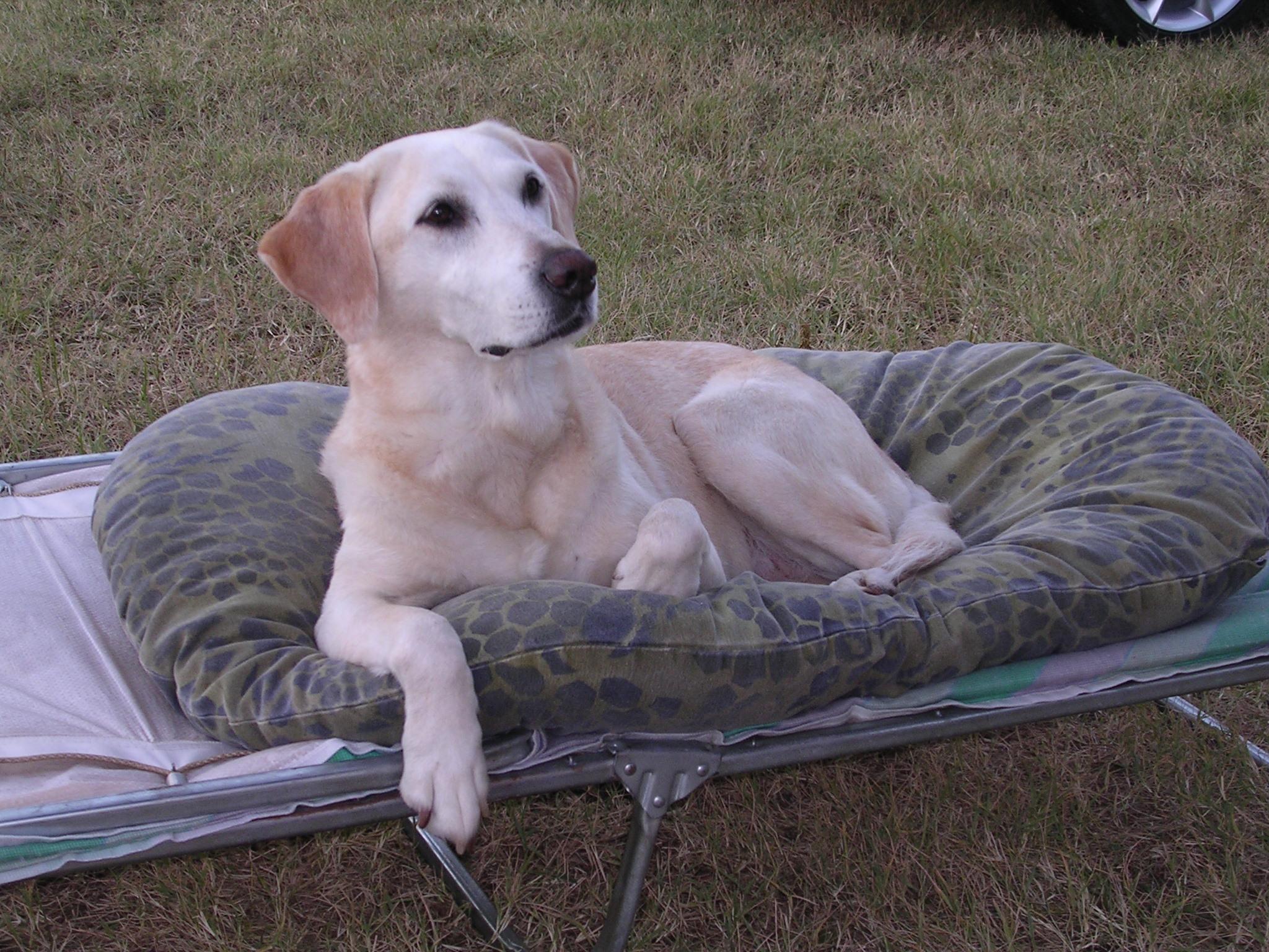 Camping kippe billen
