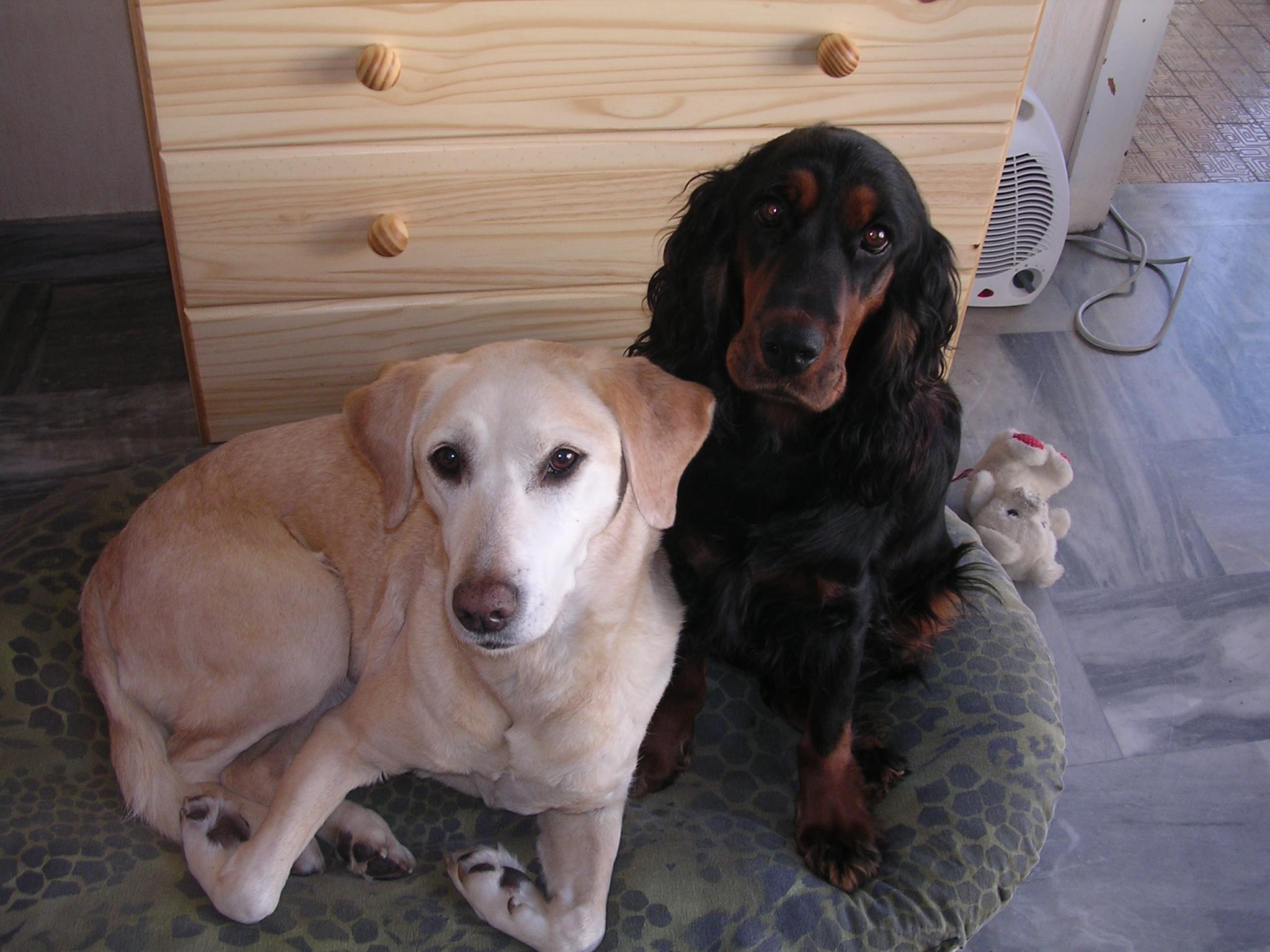 Camping papillot met forel