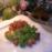 Struisvogel tournedos met ...