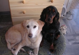 Haringfilets met een duo van ...