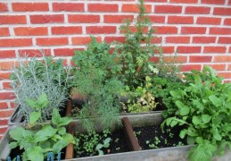 Pasta met overheerlijke kruiden uit eigen tuin