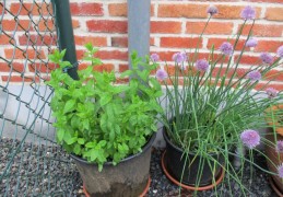 Pasta met overheerlijke kruiden uit eigen tuin