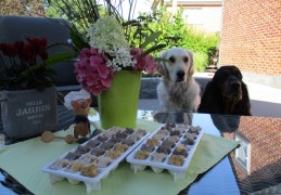 Een frisse gezonde snack voor de woefkes