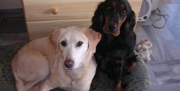 Hutsepot van van alles