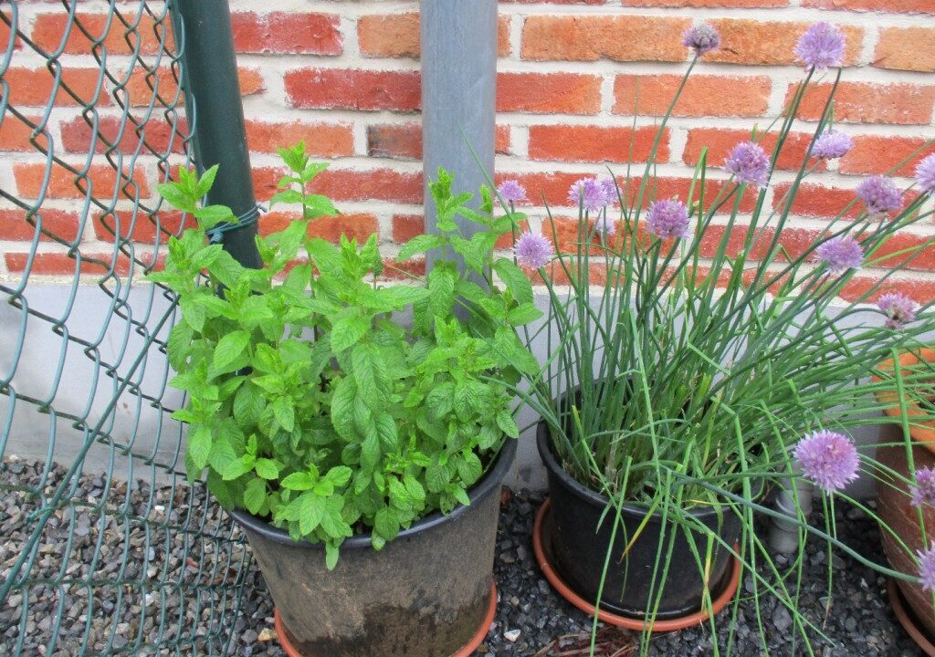 Pasta met overheerlijke kruiden uit eigen tuin