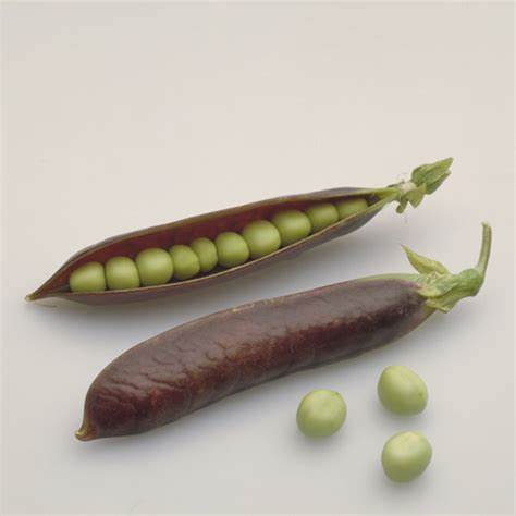 Verse kapucijners met piccalilly-stroopsaus