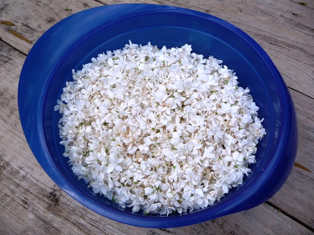 Seringensiroop